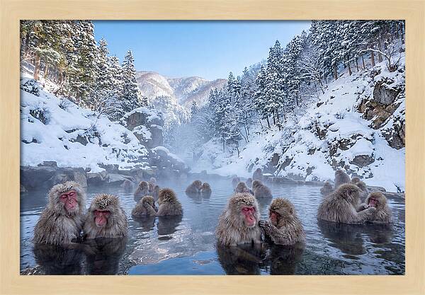Soaking Macaques In Winter