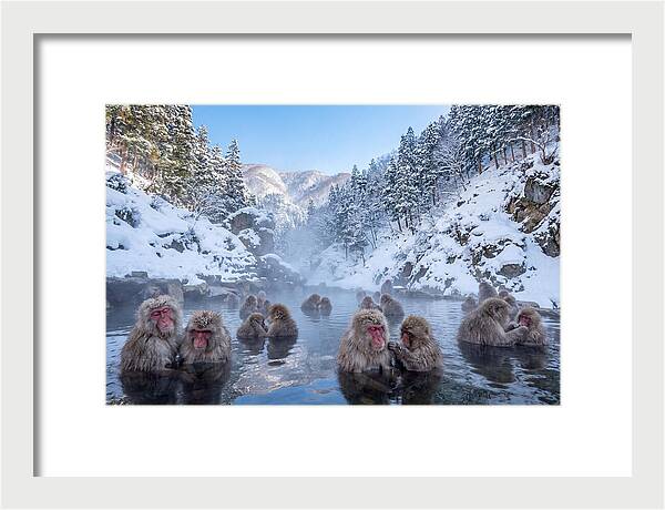Soaking Macaques In Winter