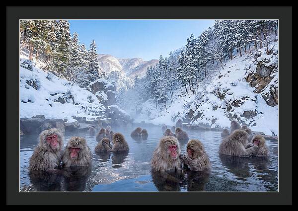 Soaking Macaques In Winter