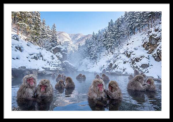 Soaking Macaques In Winter