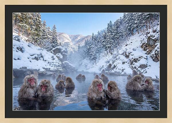Soaking Macaques In Winter
