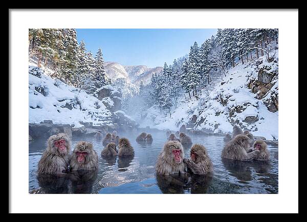 Soaking Macaques In Winter