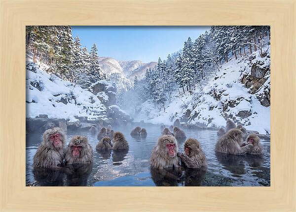 Soaking Macaques In Winter