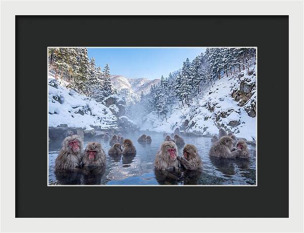 Soaking Macaques In Winter