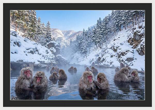 Soaking Macaques In Winter
