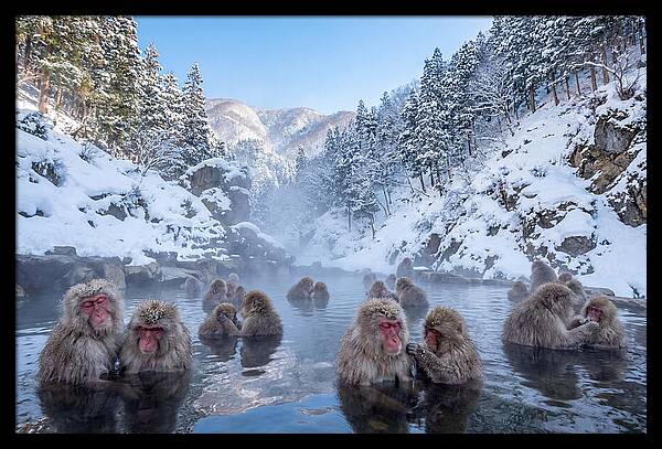 Soaking Macaques In Winter