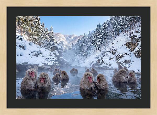 Soaking Macaques In Winter