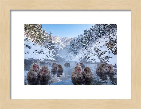 Soaking Macaques In Winter