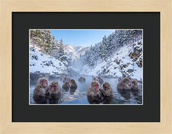Soaking Macaques In Winter