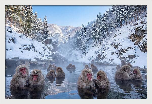 Soaking Macaques In Winter