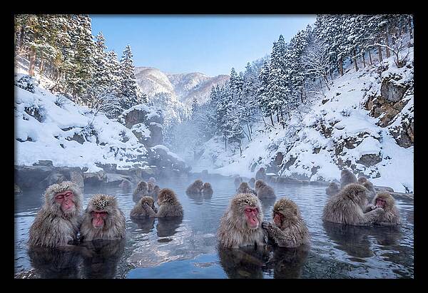 Soaking Macaques In Winter