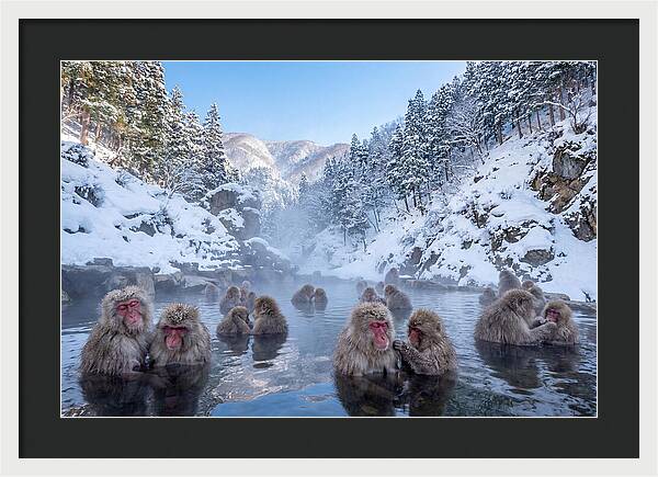 Soaking Macaques In Winter