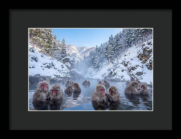 Soaking Macaques In Winter