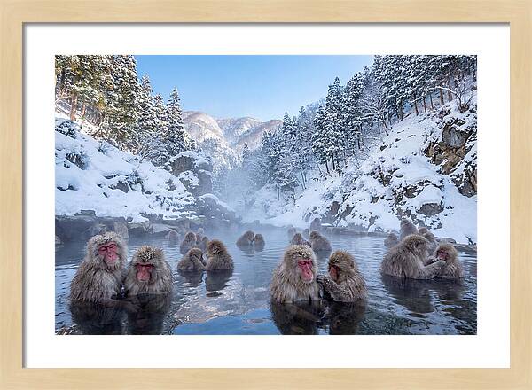 Soaking Macaques In Winter