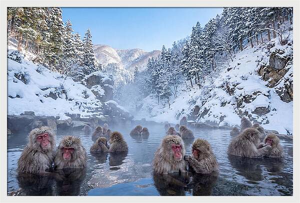 Soaking Macaques In Winter