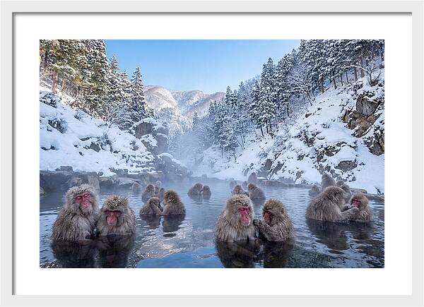 Soaking Macaques In Winter