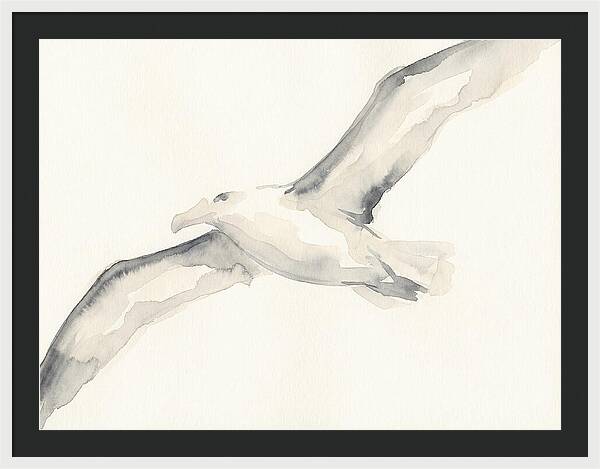 Soaring Albatross In Watercolor