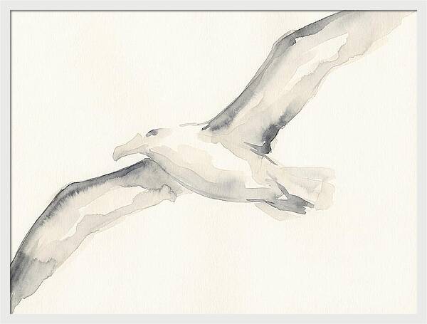 Soaring Albatross In Watercolor