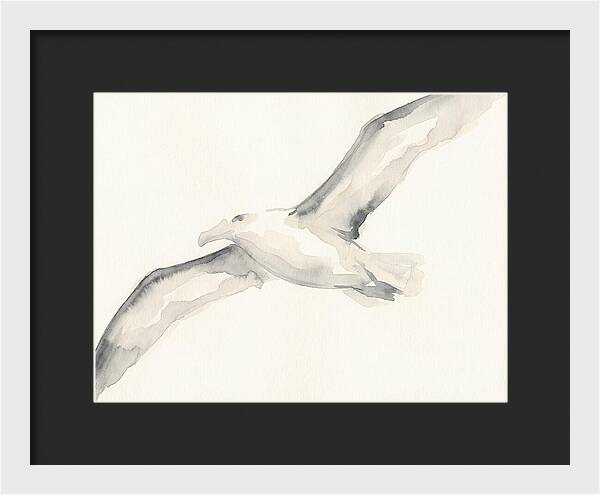 Soaring Albatross In Watercolor