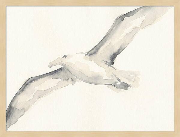 Soaring Albatross In Watercolor