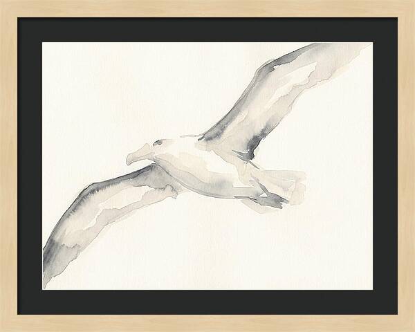 Soaring Albatross In Watercolor