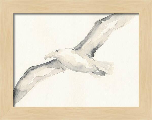 Soaring Albatross In Watercolor