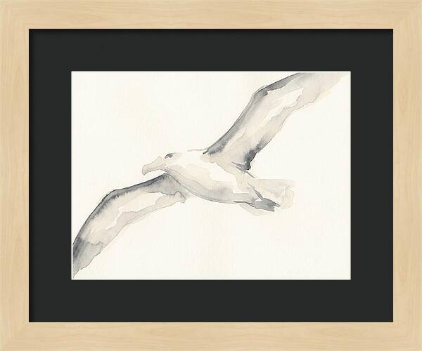 Soaring Albatross In Watercolor