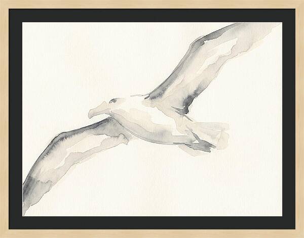 Soaring Albatross In Watercolor