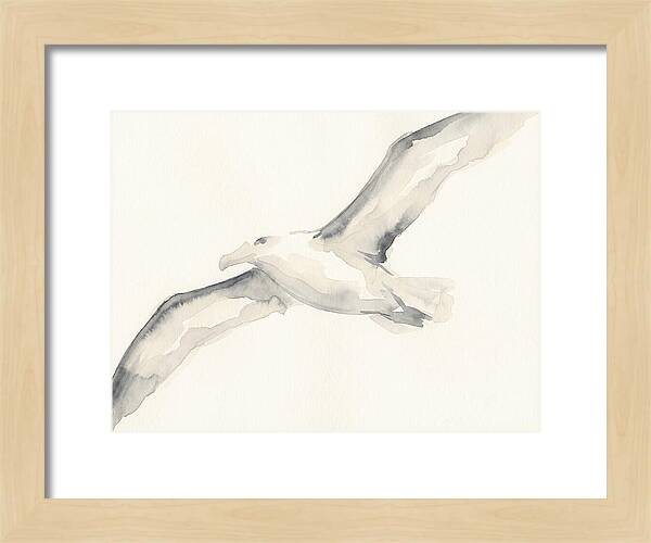 Soaring Albatross In Watercolor