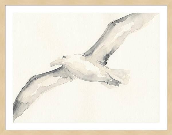 Soaring Albatross In Watercolor