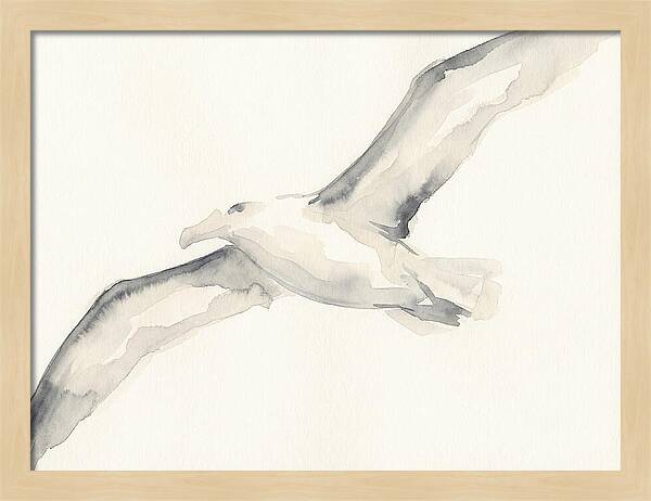 Soaring Albatross In Watercolor