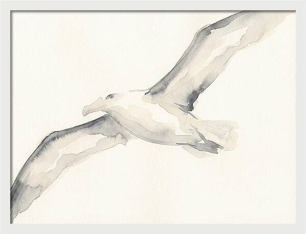 Soaring Albatross In Watercolor