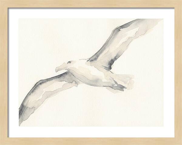 Soaring Albatross In Watercolor