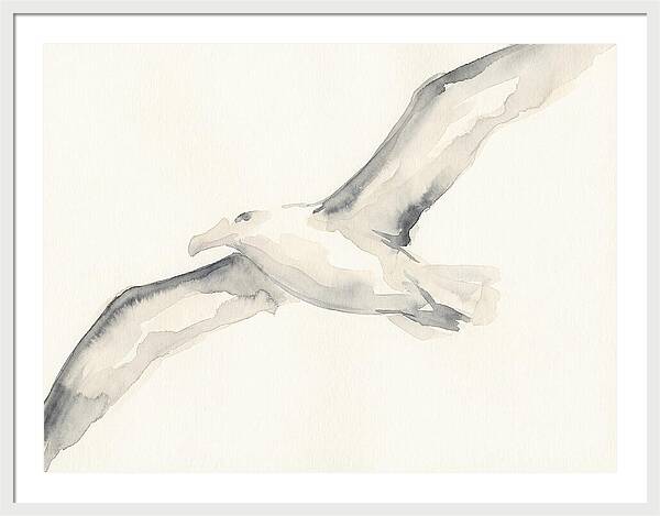Soaring Albatross In Watercolor