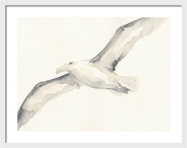 Soaring Albatross In Watercolor