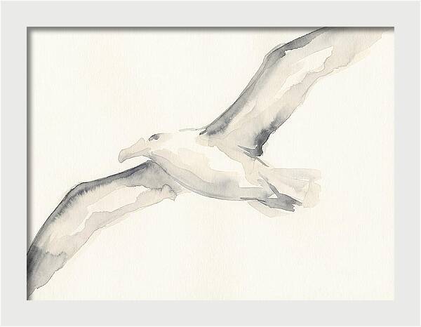 Soaring Albatross In Watercolor