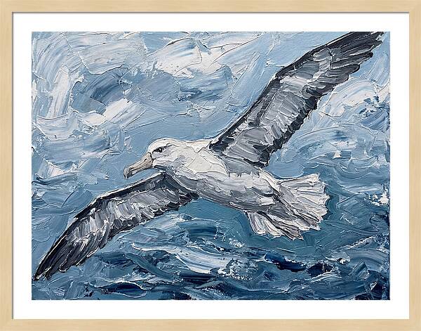 Soaring Albatross Over Waves