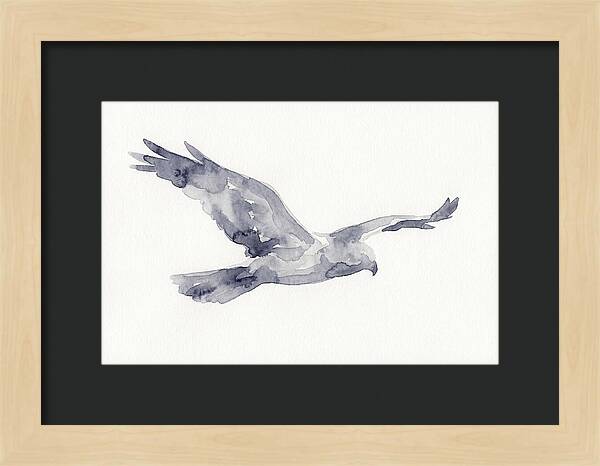 Soaring Harrier In Watercolor