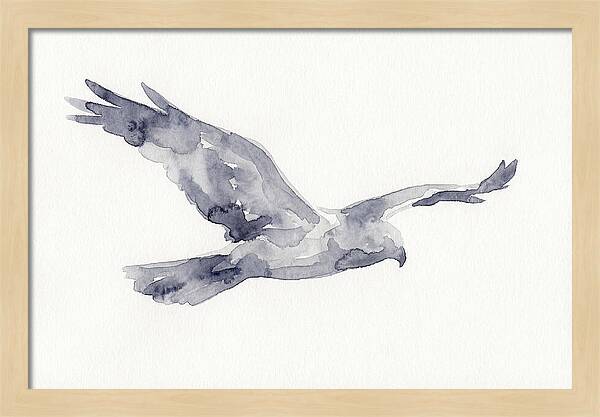 Soaring Harrier In Watercolor