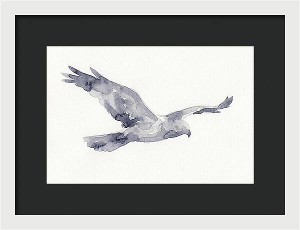 Soaring Harrier In Watercolor