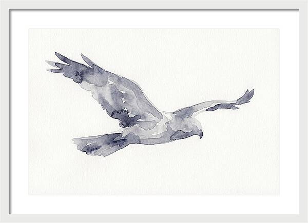 Soaring Harrier In Watercolor