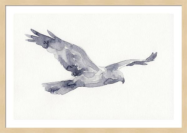 Soaring Harrier In Watercolor