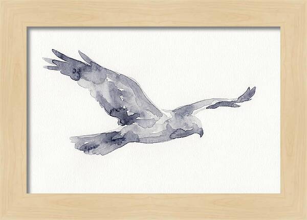 Soaring Harrier In Watercolor