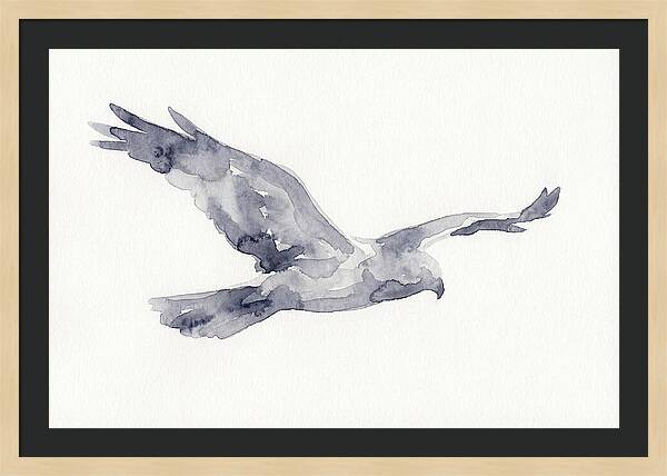 Soaring Harrier In Watercolor