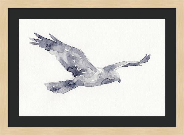 Soaring Harrier In Watercolor