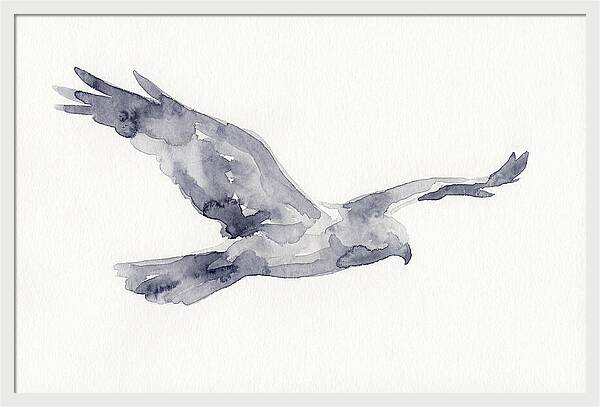Soaring Harrier In Watercolor