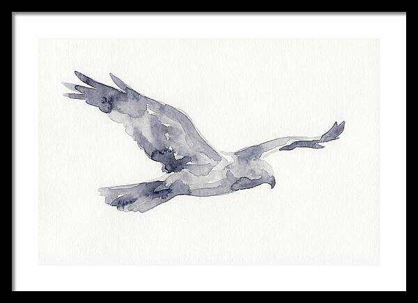 Soaring Harrier In Watercolor