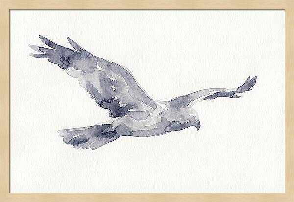 Soaring Harrier In Watercolor