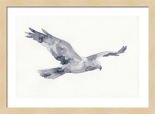 Soaring Harrier In Watercolor