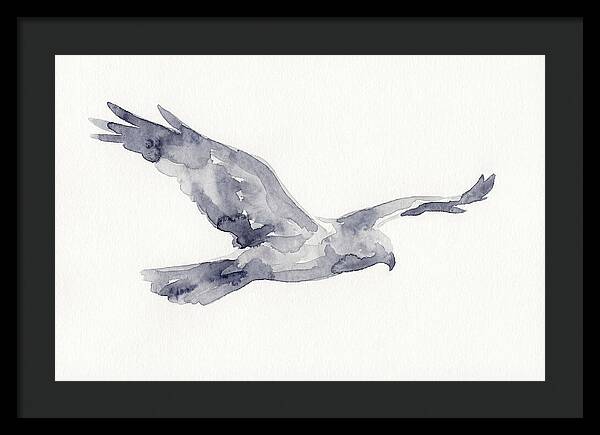 Soaring Harrier In Watercolor